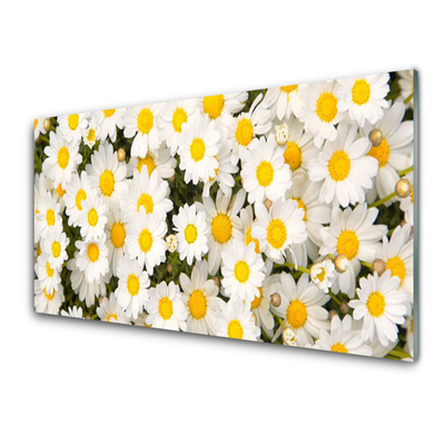 madeliefjes-bloemen