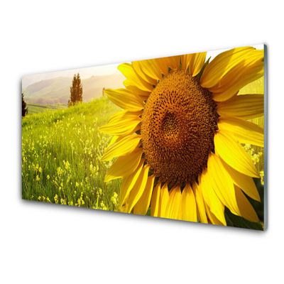 zonnebloem-bloem-plant